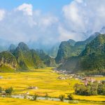 Ngoc Con Rice Fields